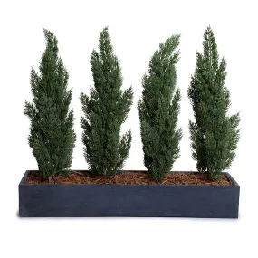 Italian Cypress x4 in 30" Trough Planter - 23"H